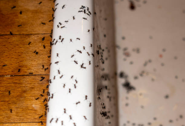 Best Pest Control for Businesses  in Carrabelle, FL