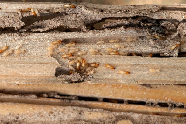 Flea Control Services in Carrabelle, FL